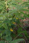 Partridge pea